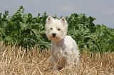WESTIE 332